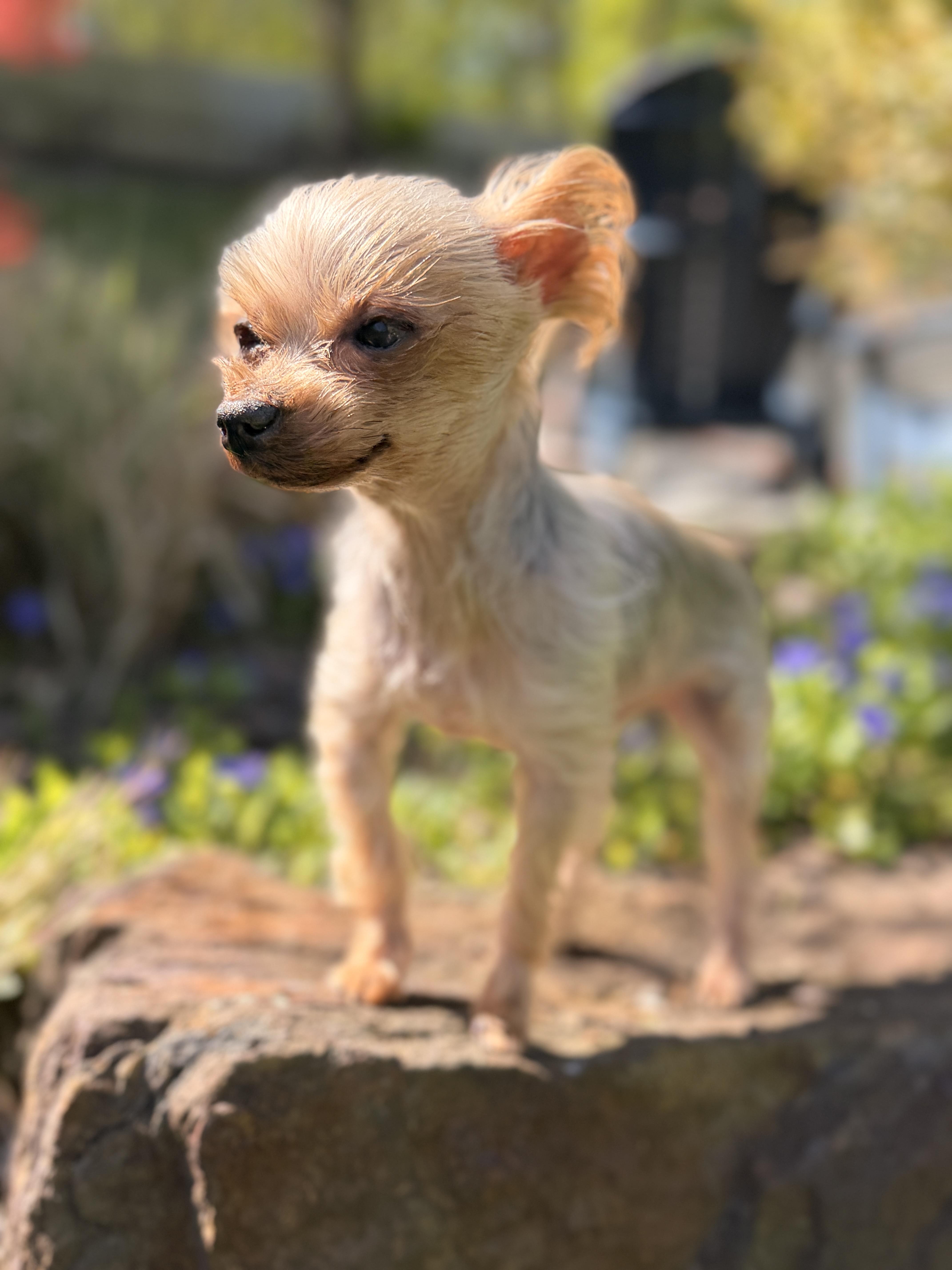 Ella , an adopted Yorkshire Terrier in Thornwood, NY image 6/6