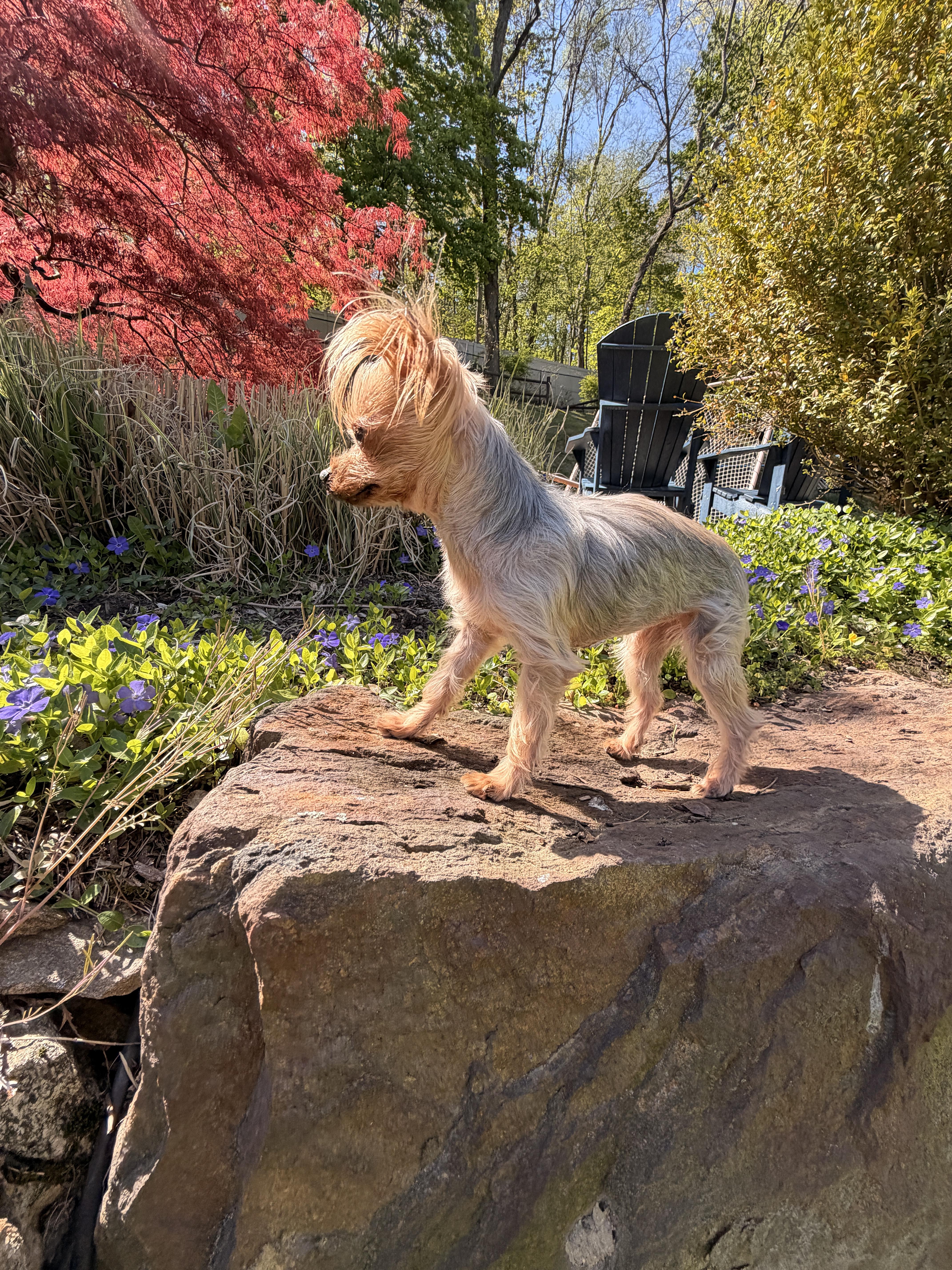 Ella , an adopted Yorkshire Terrier in Thornwood, NY image 4/6
