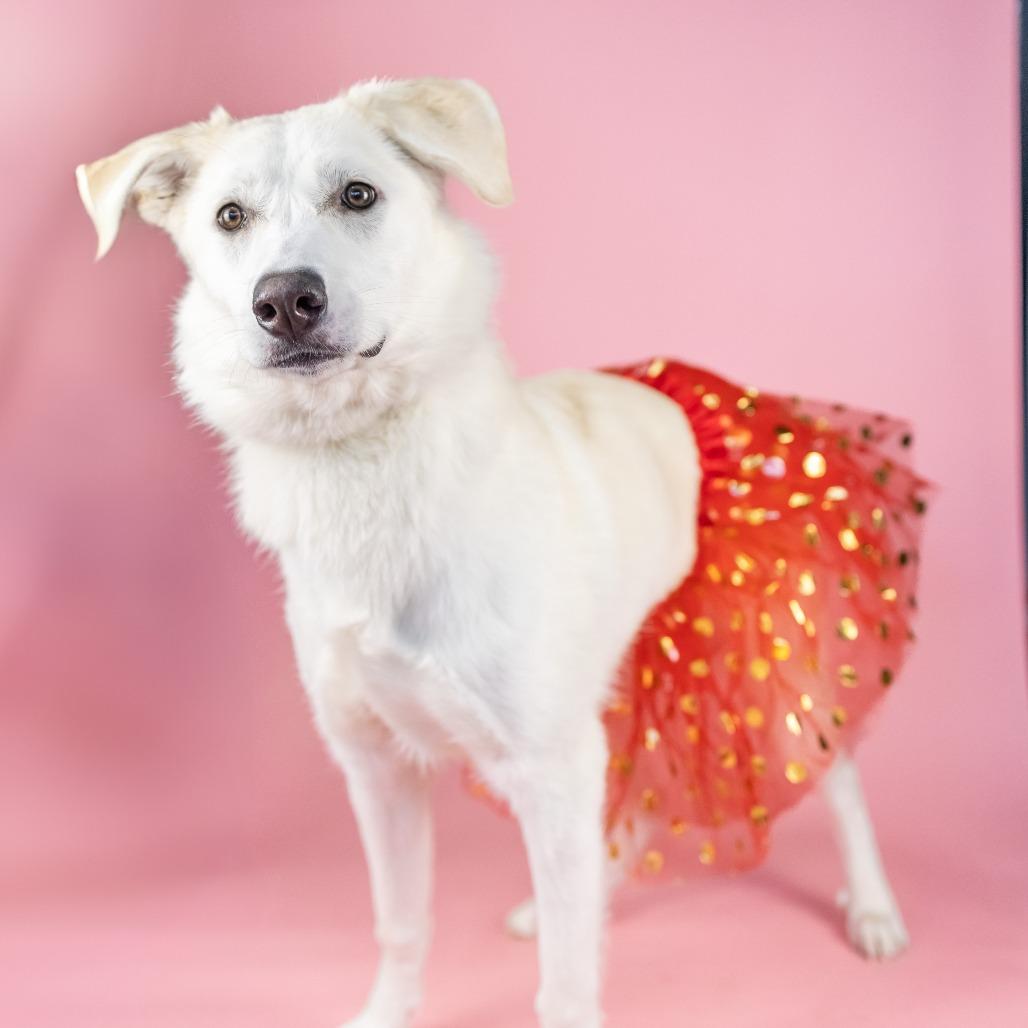 Sunday, Adoptable, Young Female Mixed Breed.