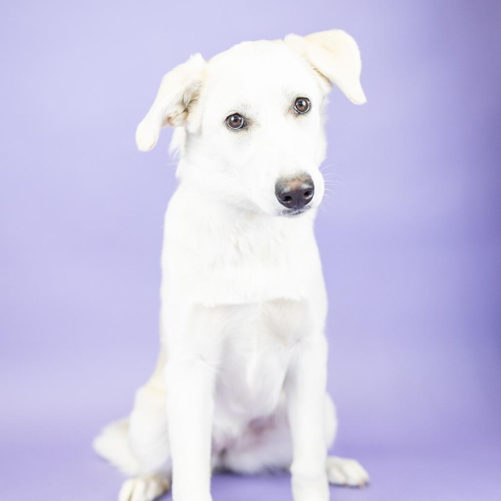 Enlarge Sunday, a Adoptable Mixed Breed in Portland, OR image 1/1