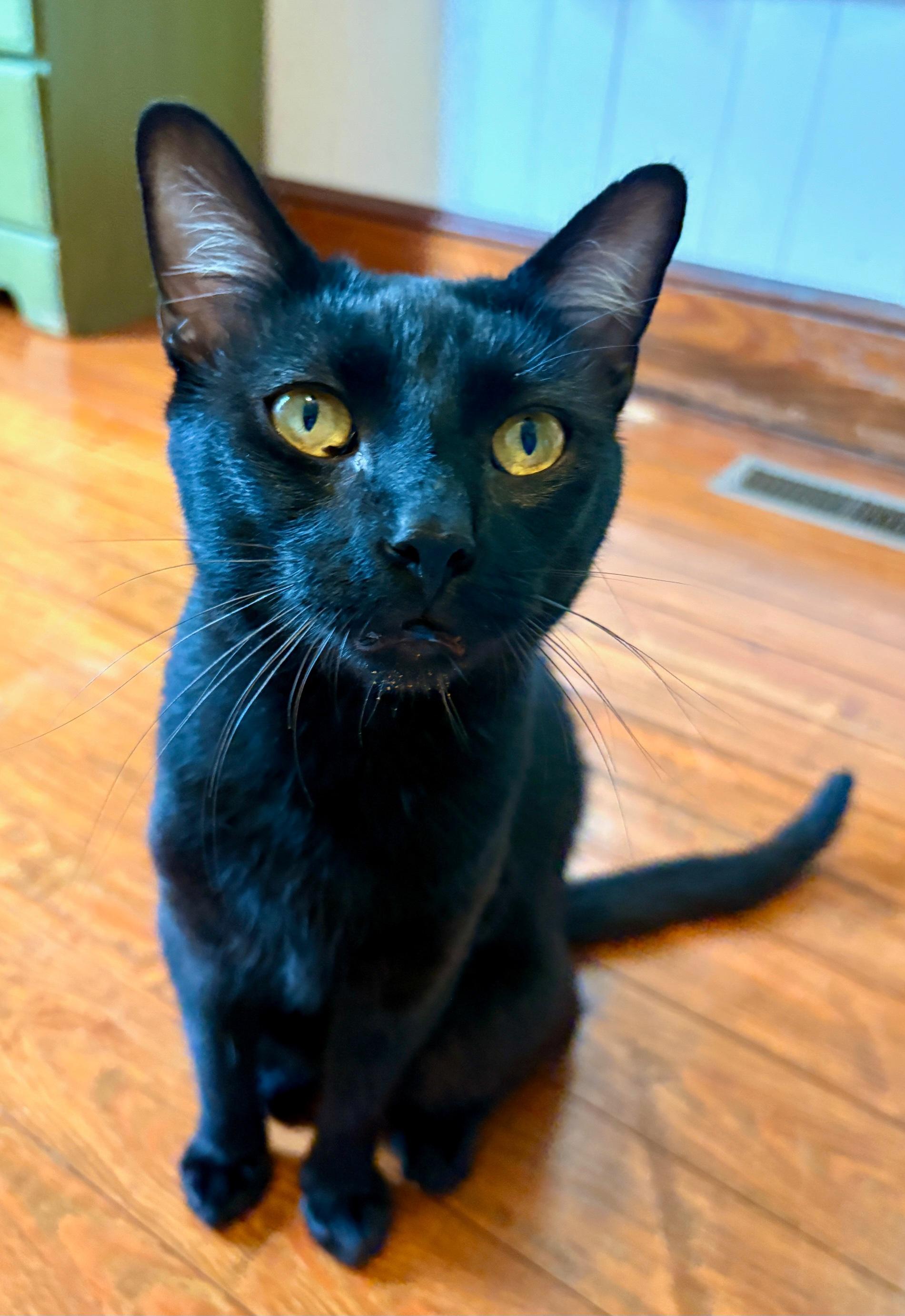 Figgy, an adopted Domestic Short Hair in Ellijay, GA image 2/6