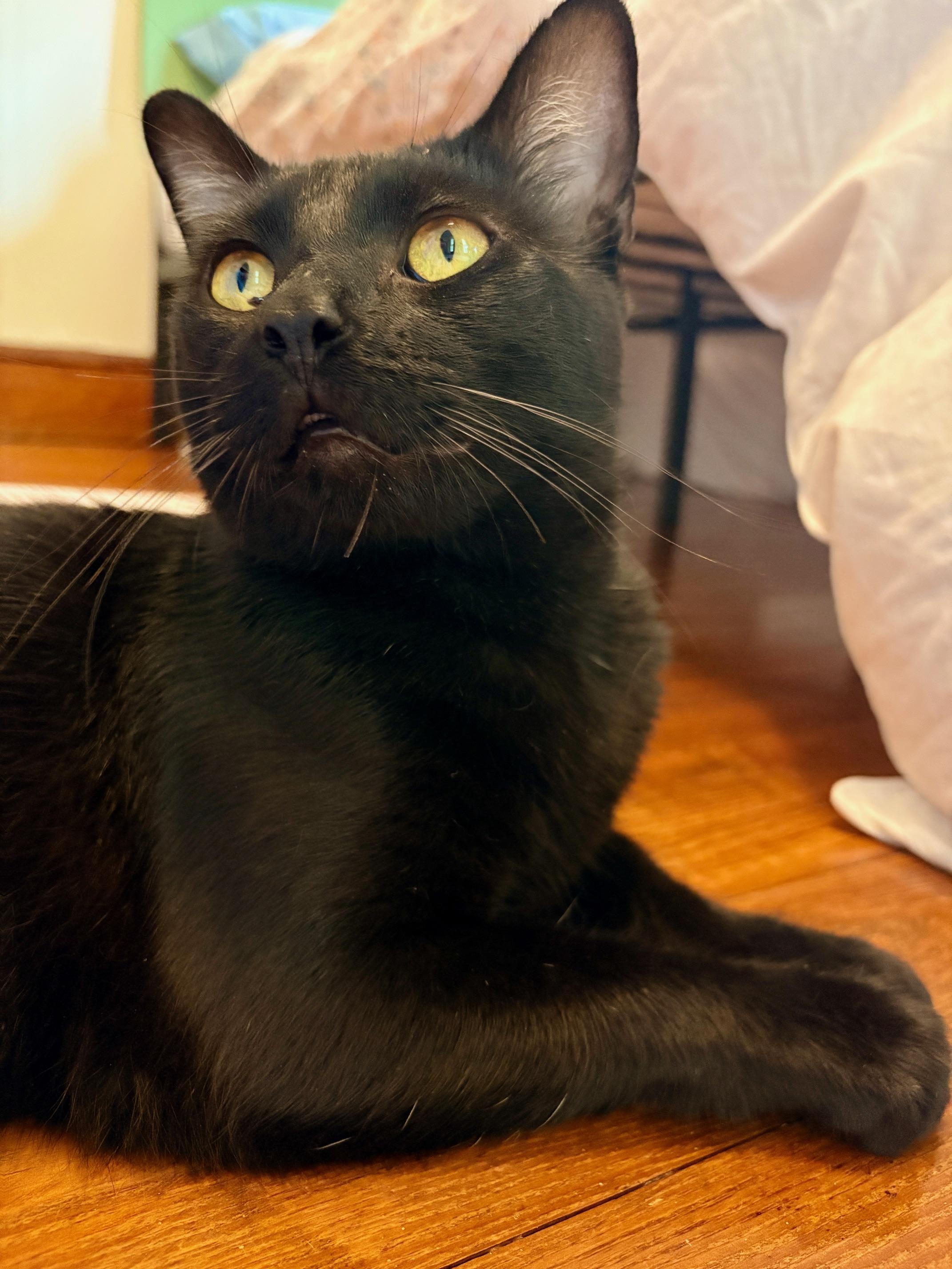 Figgy, an adopted Domestic Short Hair in Ellijay, GA image 4/6