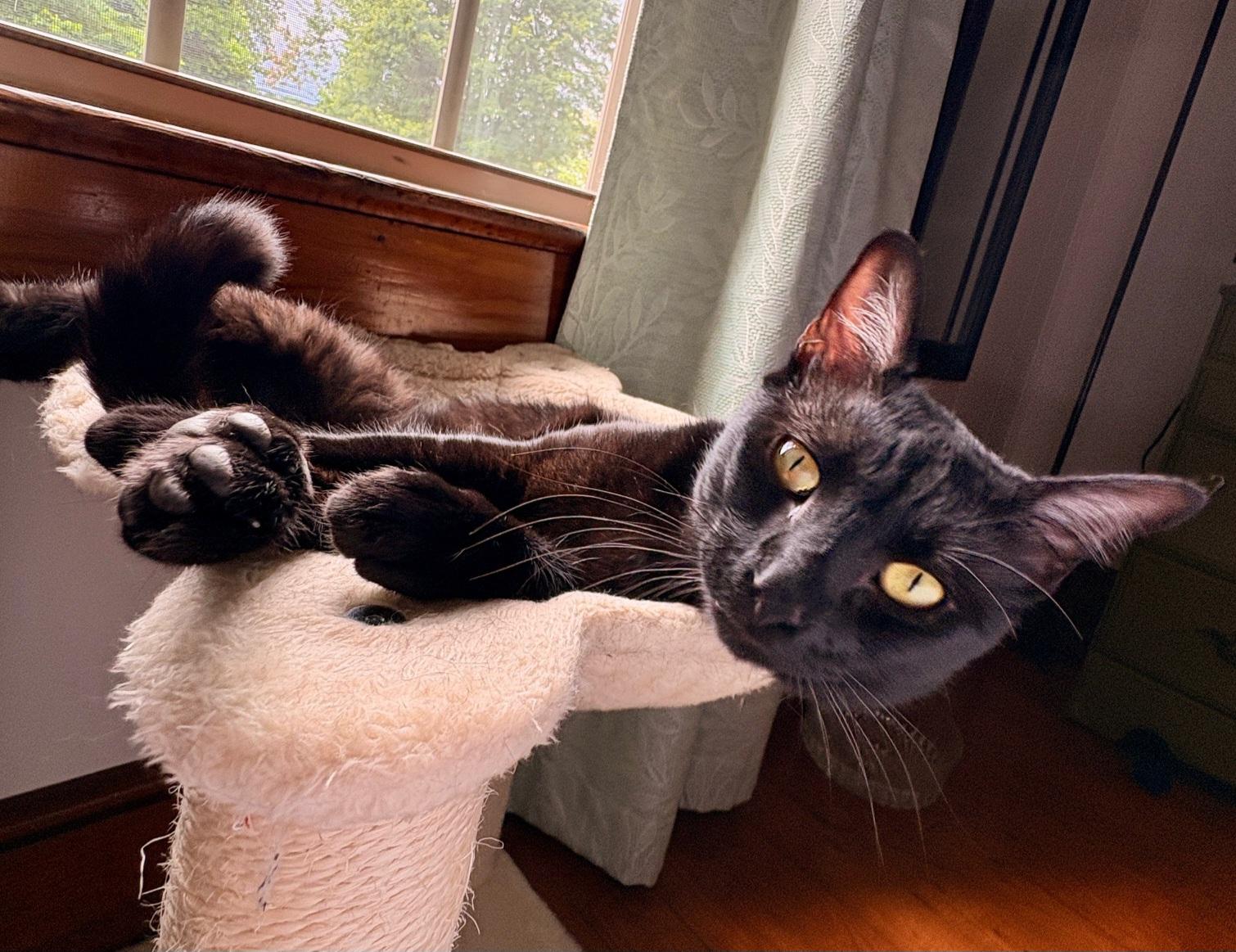 Figgy, an adopted Domestic Short Hair in Ellijay, GA image 3/6