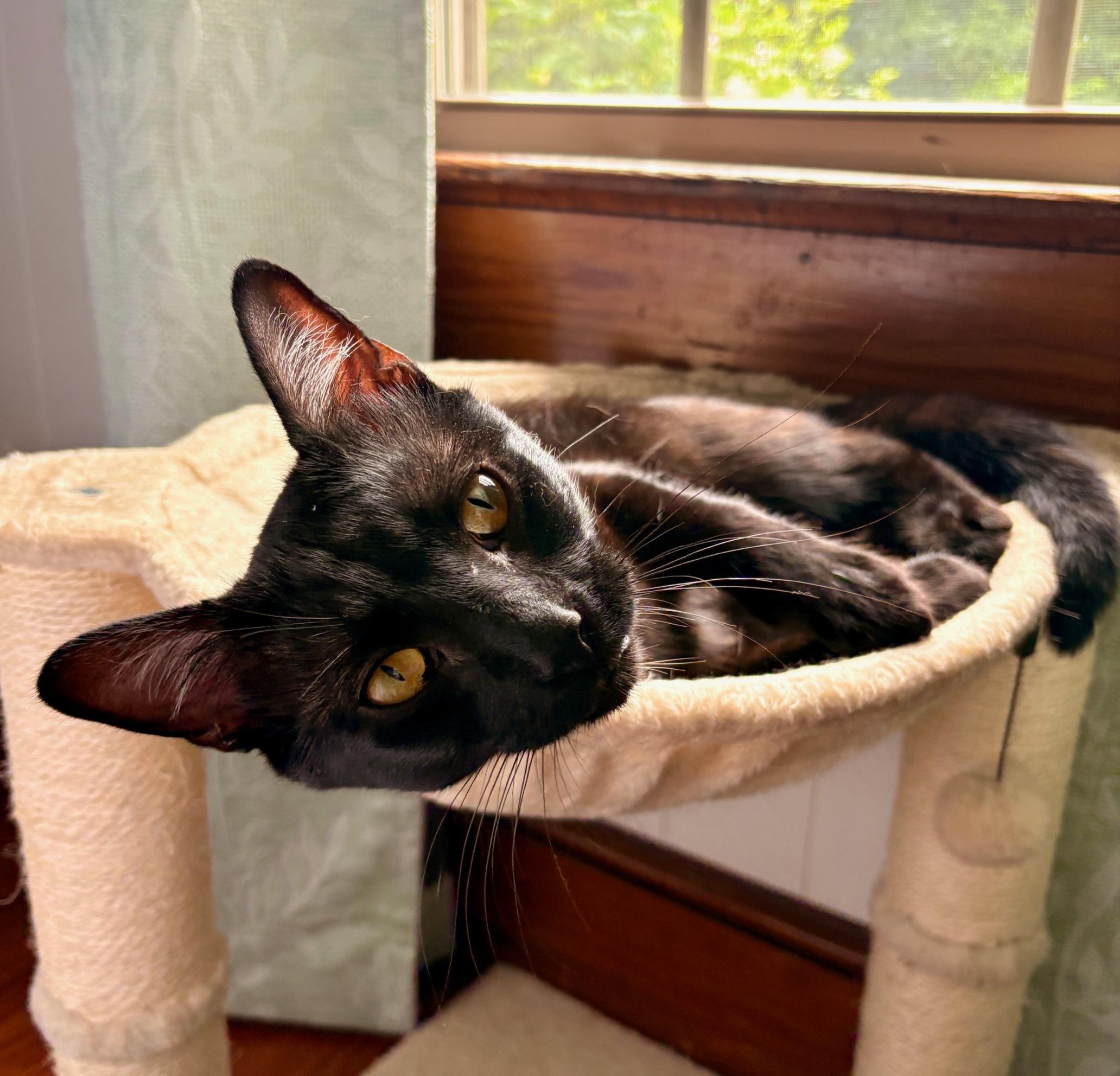 Figgy, an adopted Domestic Short Hair in Ellijay, GA image 5/6