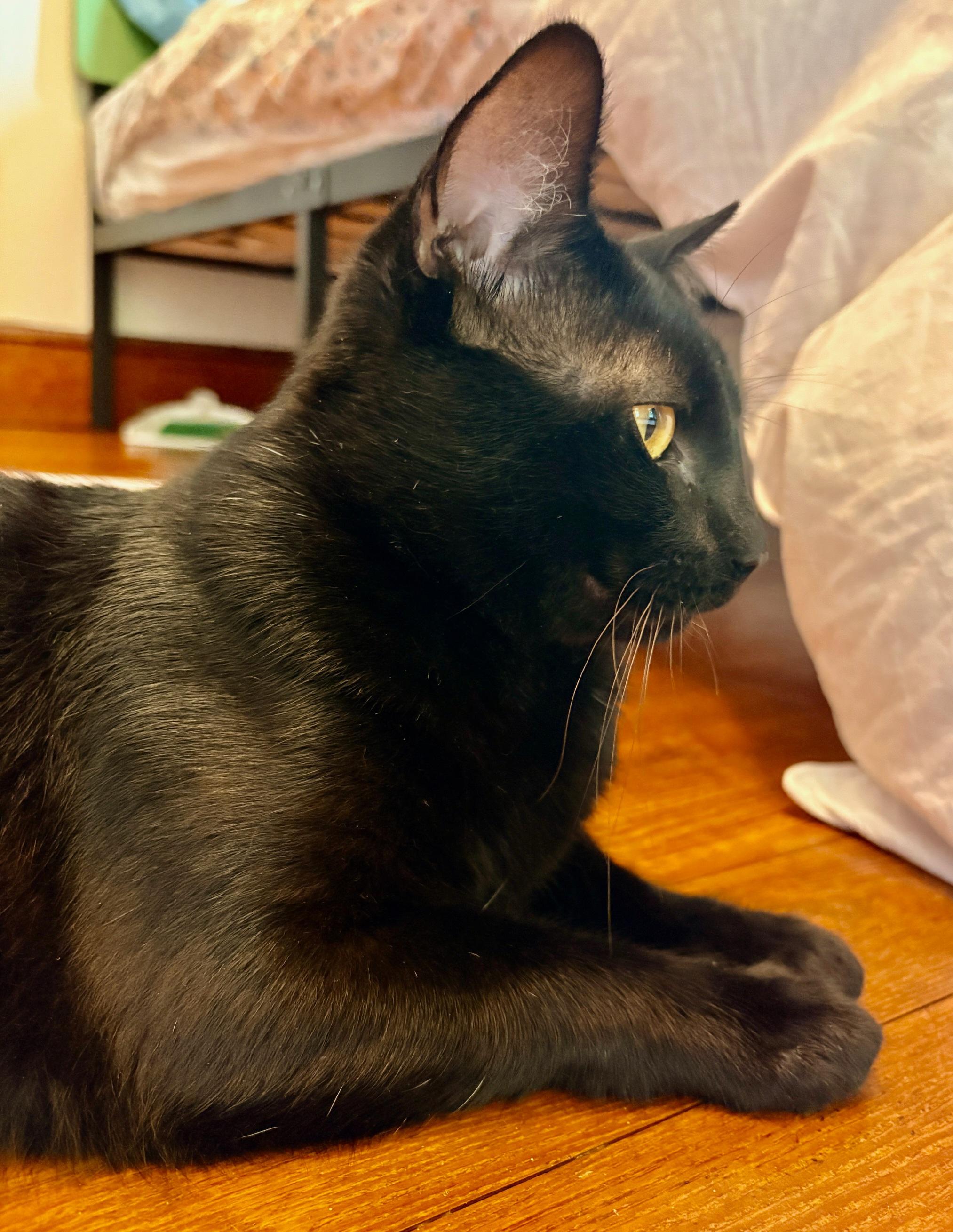 Figgy, an adopted Domestic Short Hair in Ellijay, GA image 6/6