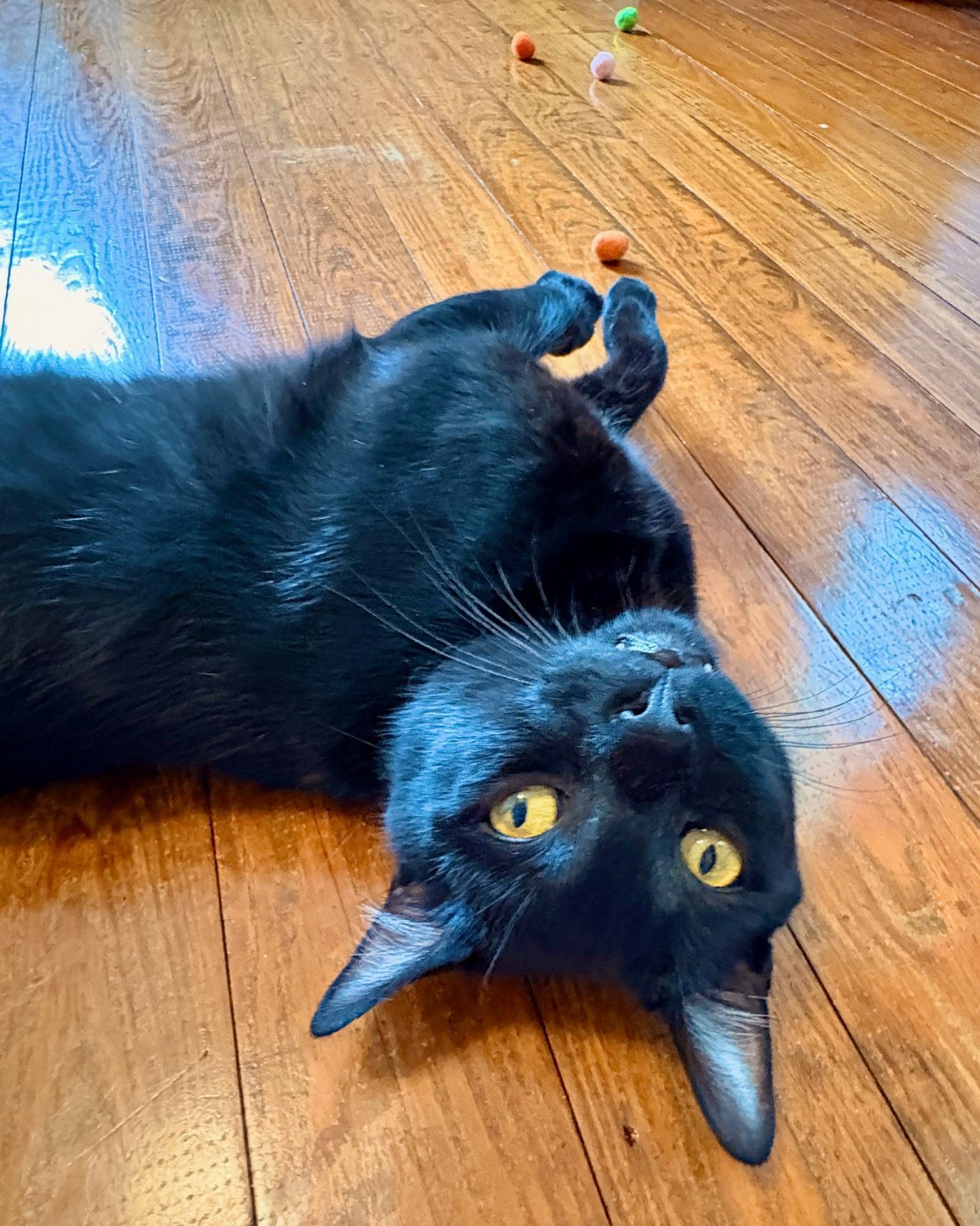 Figgy, adopted, Young Male Domestic Short Hair.