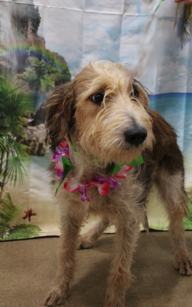 Poipu, Adoptable, Young Female Airedale Terrier & Mixed Breed.