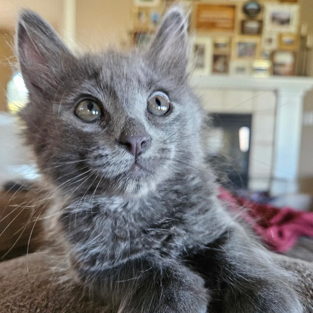 Enlarge Chandler, a Adoptable Domestic Long Hair in Ashland, OR image 2/2