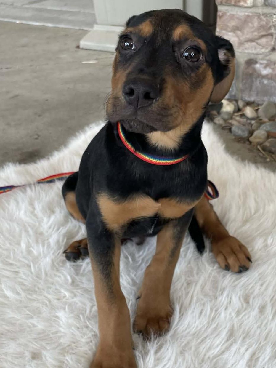 Eliot, Adoptable, Puppy Male Beagle.