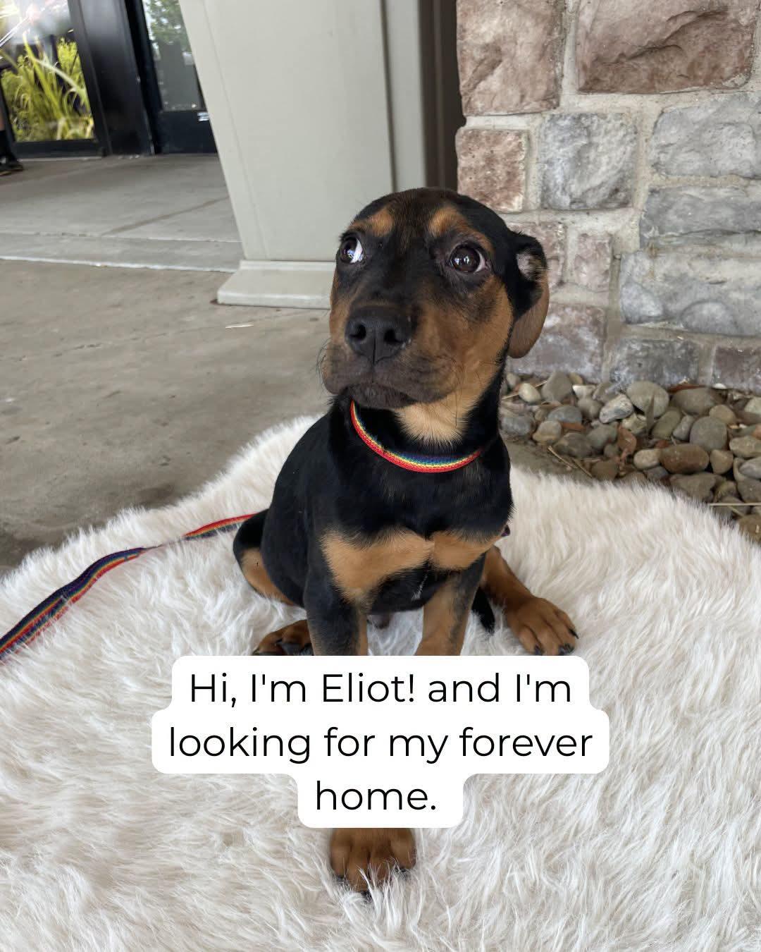Enlarge Eliot, a Adoptable mixed breed in Florissant, MO image 3/4