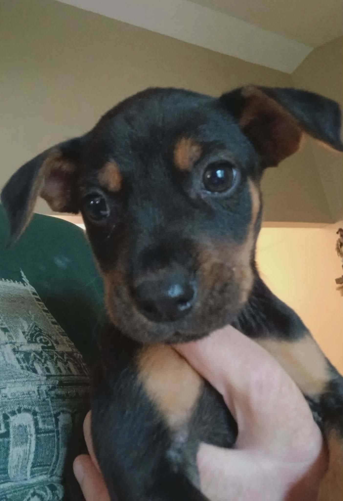 Eliot, a Adoptable mixed breed in Florissant, MO image 4/4