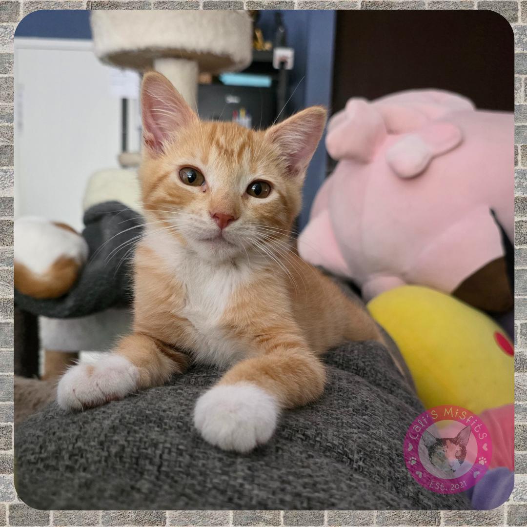 Enlarge Artie, a Adopted Domestic Short Hair in Santa Ana, CA image 1/6