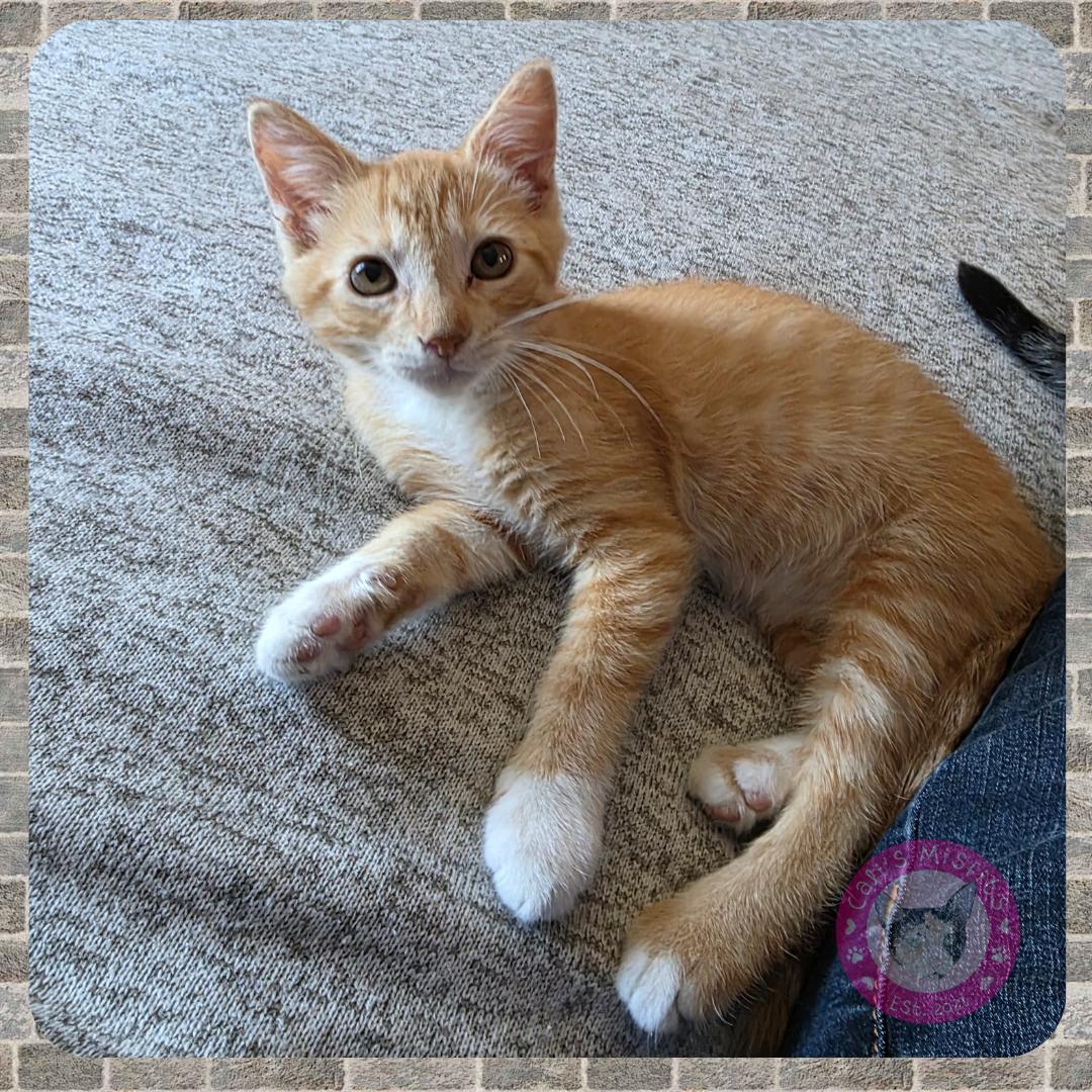 Enlarge Artie, a Adopted Domestic Short Hair in Santa Ana, CA image 2/6