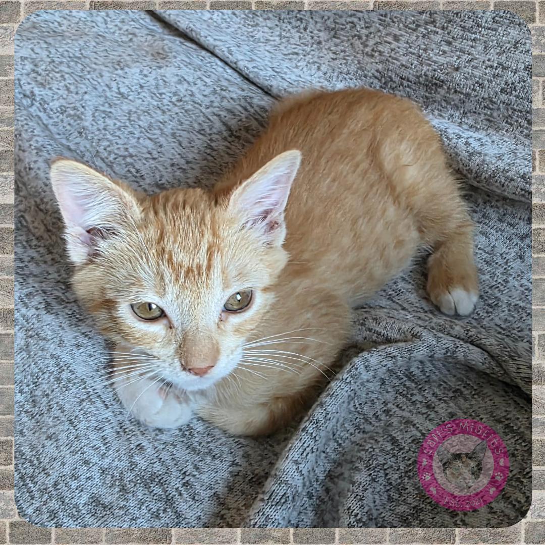 Enlarge Artie, a Adopted Domestic Short Hair in Santa Ana, CA image 3/6