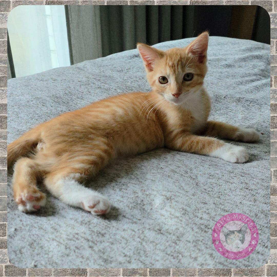 Enlarge Artie, a Adopted Domestic Short Hair in Santa Ana, CA image 4/6