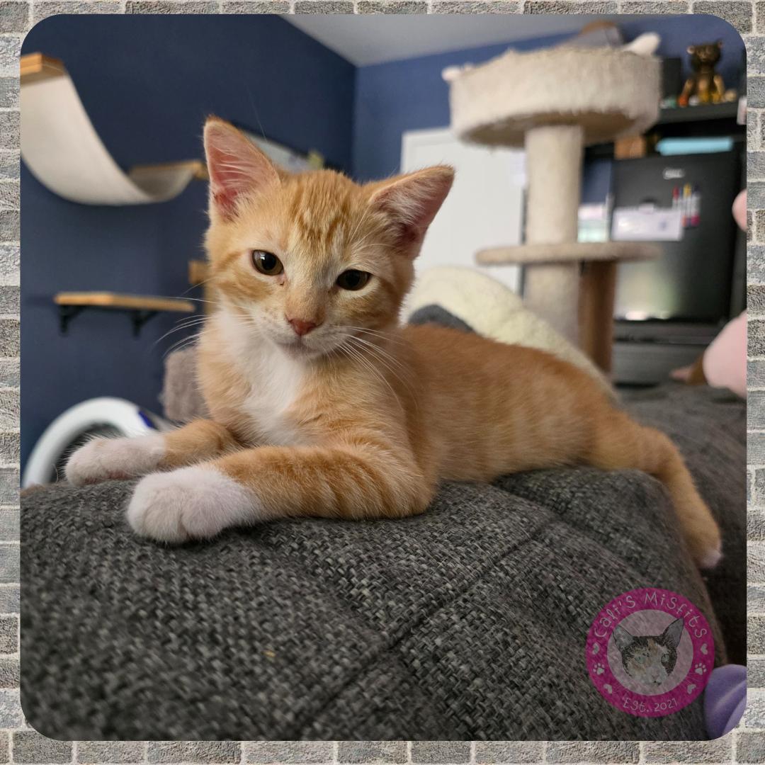 Artie, Adopted, Kitten Male Domestic Short Hair.