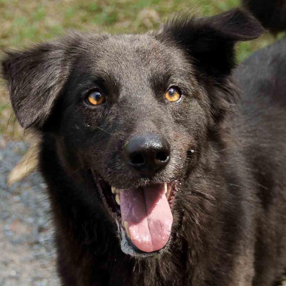 Nonarin (Soi Dog)