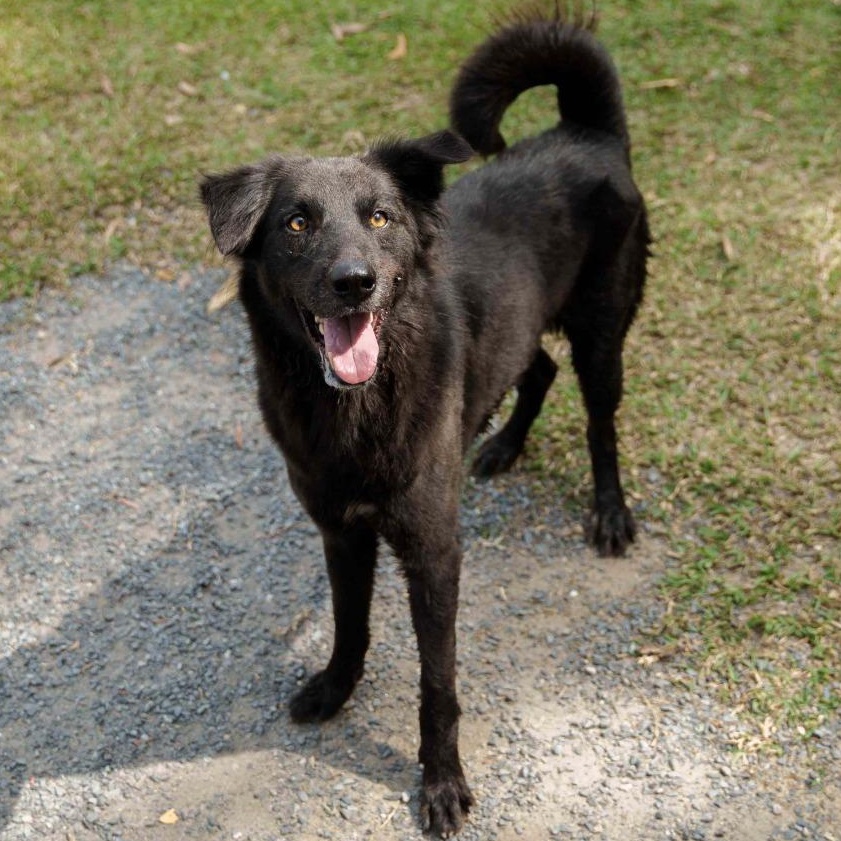 Nonarin (Soi Dog)