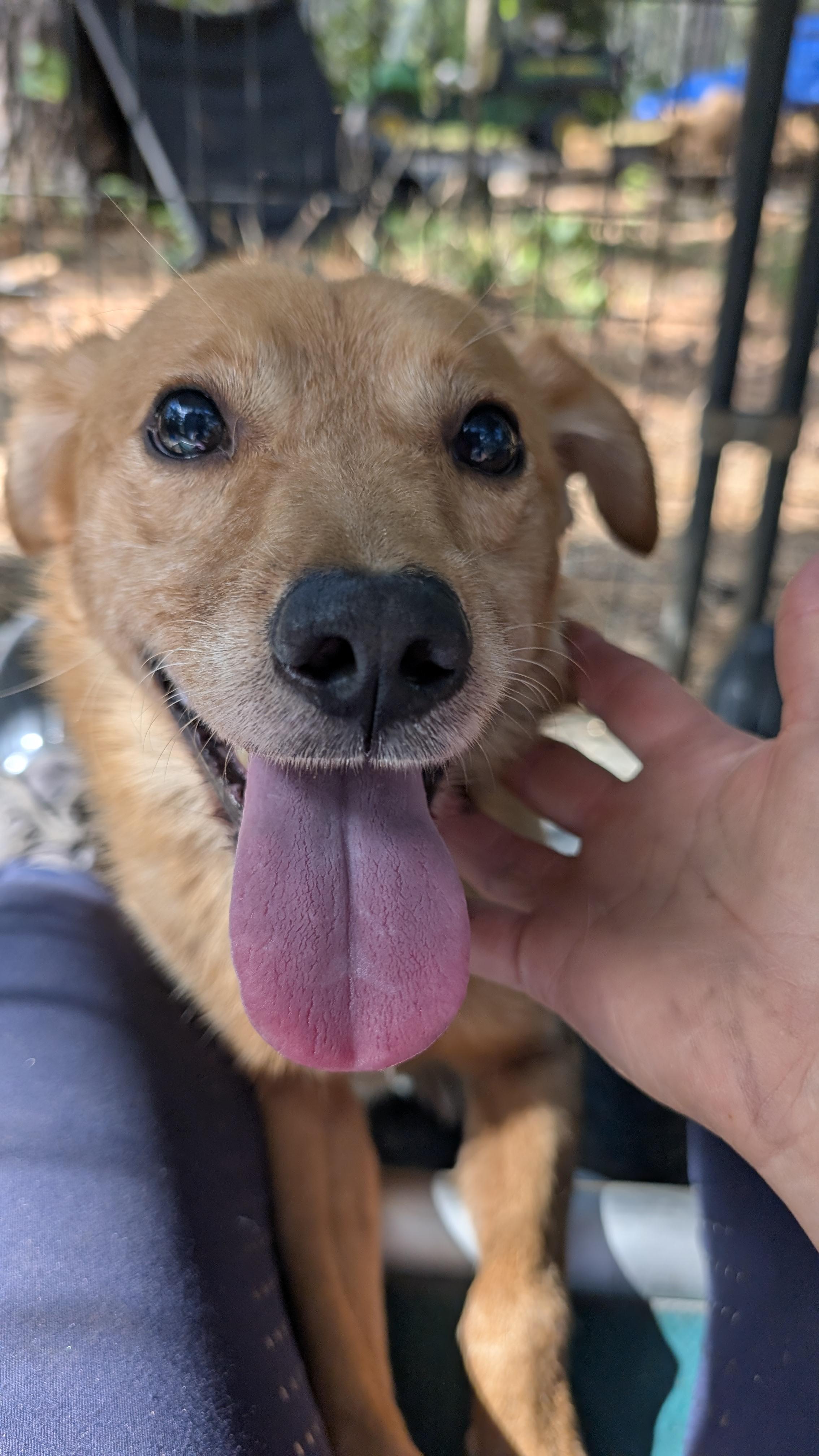 Enlarge Foxy - IN FOSTER HOME - AVAILABLE TO ADOPT, a Adoptable mixed breed in Clayton, NC image 6/6