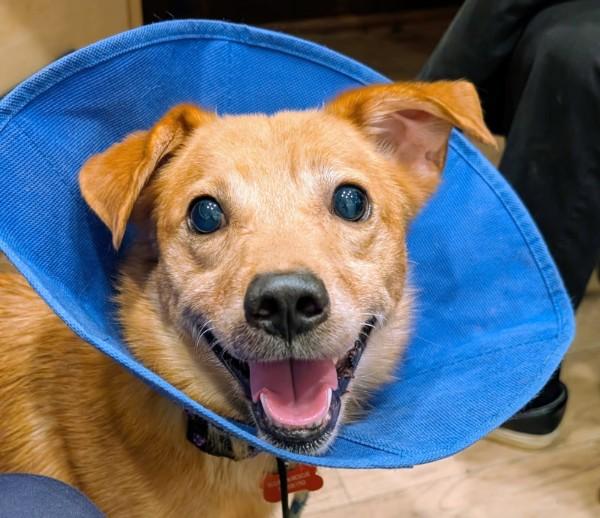 Enlarge Foxy - IN FOSTER HOME - AVAILABLE TO ADOPT, a Adoptable mixed breed in Clayton, NC image 4/6