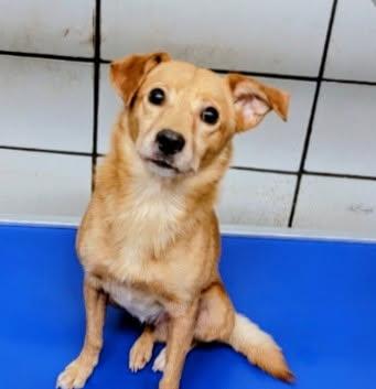 Enlarge Foxy - IN FOSTER HOME - AVAILABLE TO ADOPT, a Adoptable mixed breed in Clayton, NC image 5/6