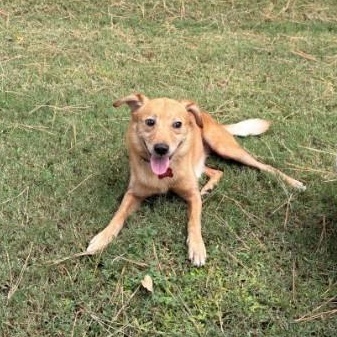 Enlarge Foxy - IN FOSTER HOME - AVAILABLE TO ADOPT, a Adoptable mixed breed in Clayton, NC image 2/6