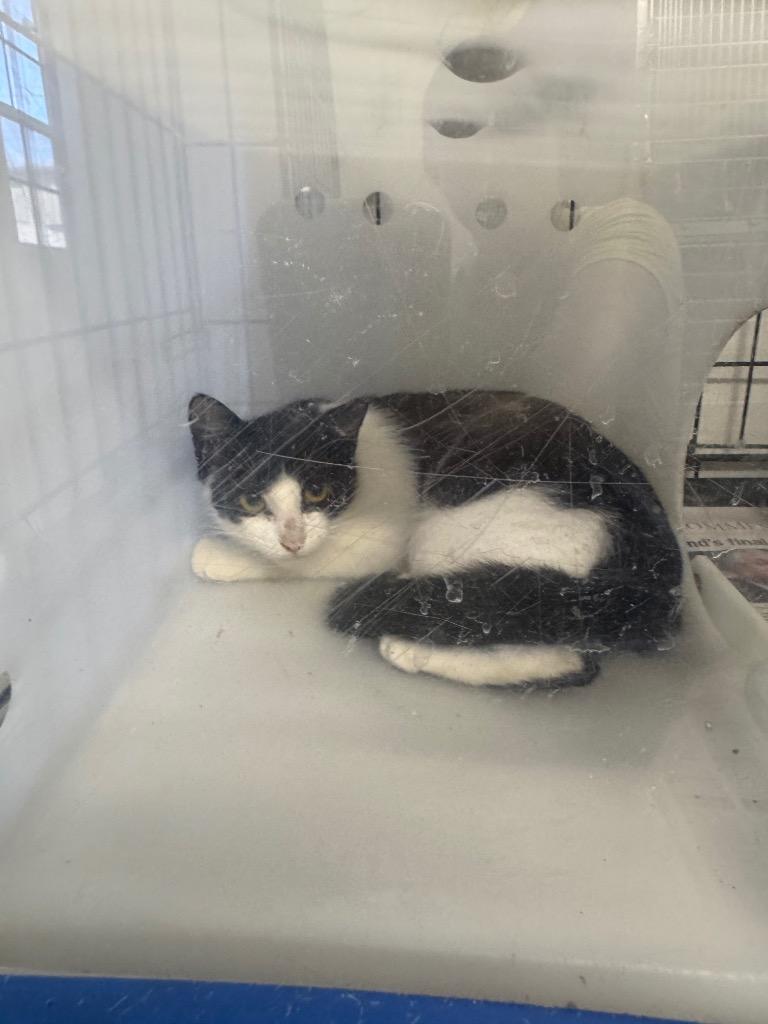 Geraldine, Adopted, Young Female Domestic Short Hair.