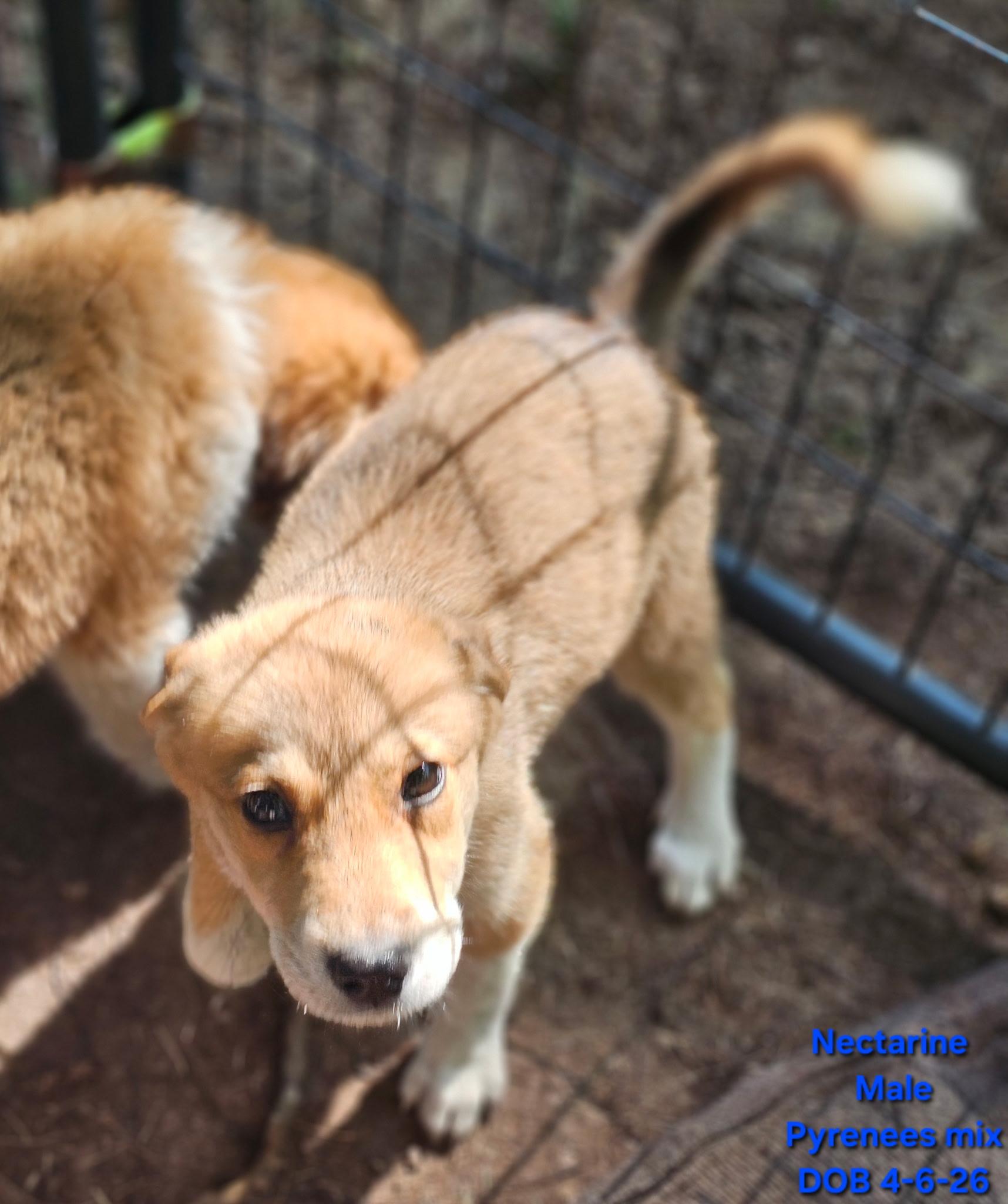 Nectarine, adopted, Puppy Male Great Pyrenees & Australian Shepherd.