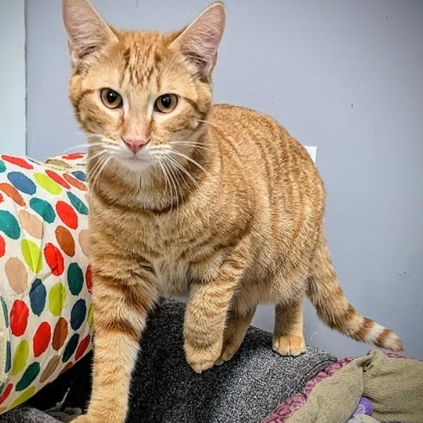 Butter Scotch, Adoptable, Adult Male American Shorthair.