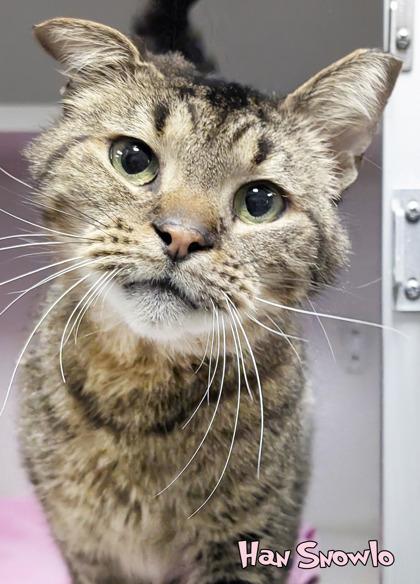 Enlarge Han Snowlo, a Adoptable mixed breed in Mason, MI image 1/2