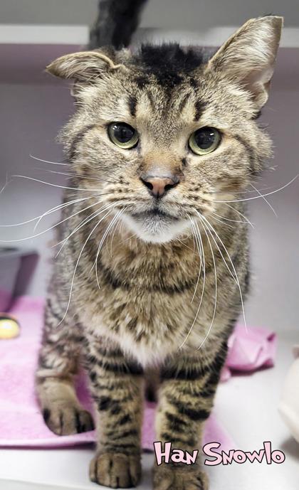 Enlarge Han Snowlo, a Adoptable mixed breed in Mason, MI image 2/2