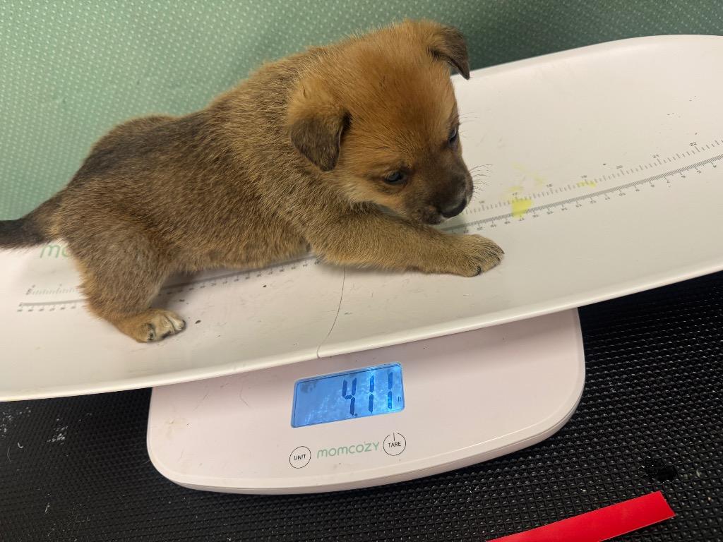 Udon (light Green) - Available, Adoptable, Puppy Male Mixed Breed.