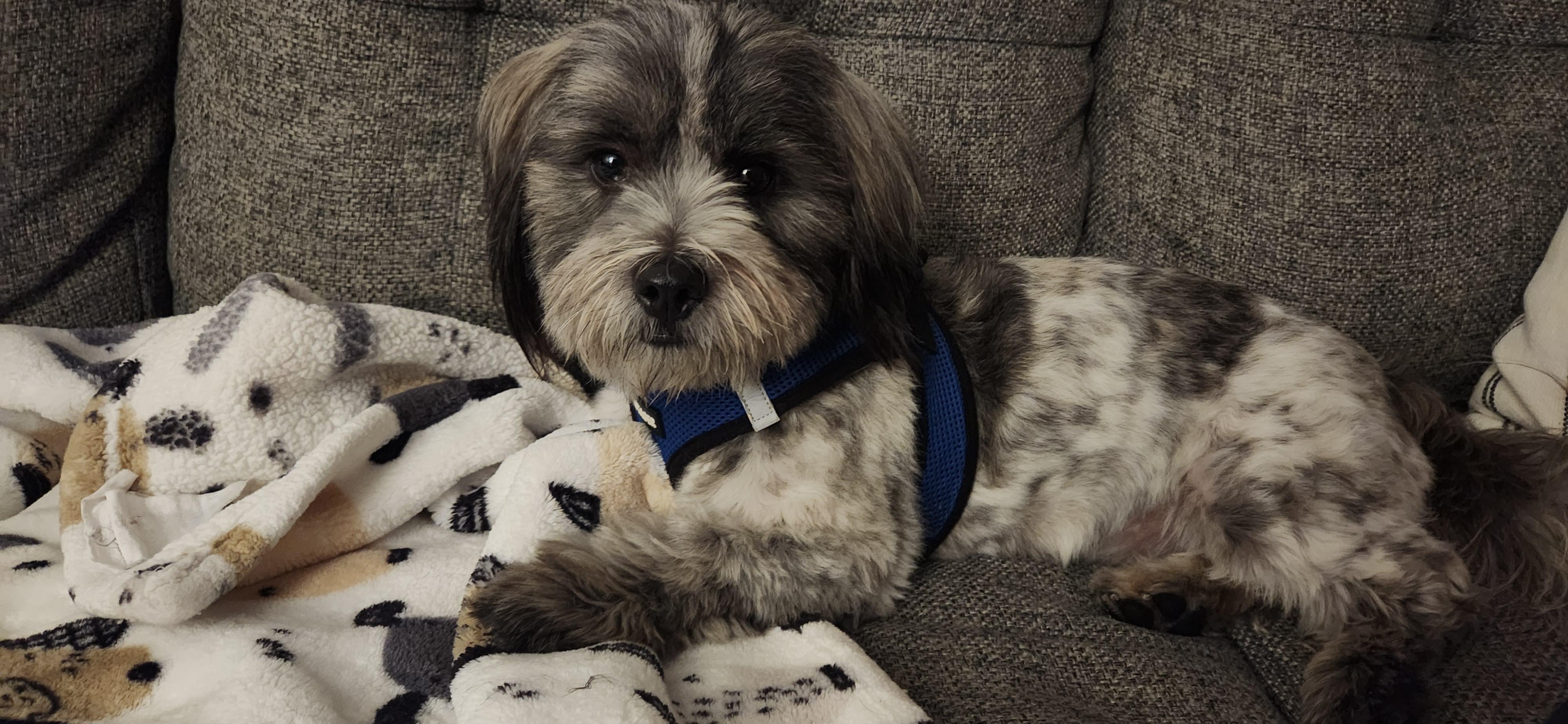 Ollie-- available for adoption - please read criteria , adopted, Young Male Shih Tzu.