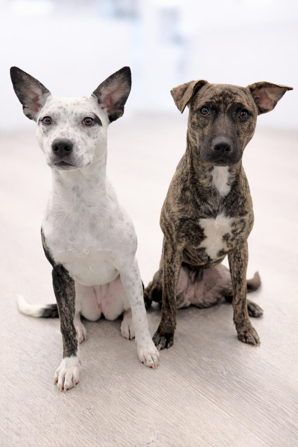 Enlarge Providence, a Adoptable mixed breed in Scottsdale, AZ image 2/2