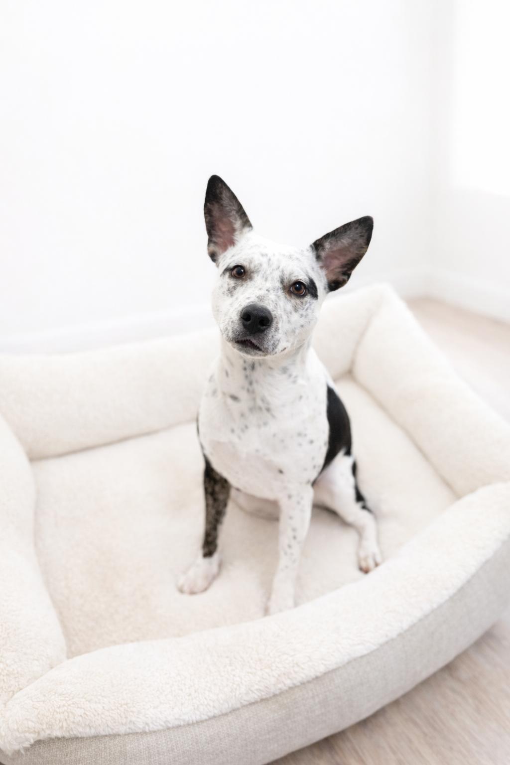 Providence, Adoptable, Puppy Female Pit Bull Terrier & Cattle Dog.