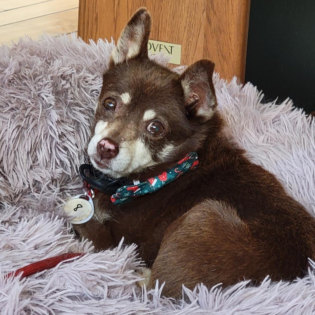 Sharpool, Adoptable, Senior Male Chihuahua.