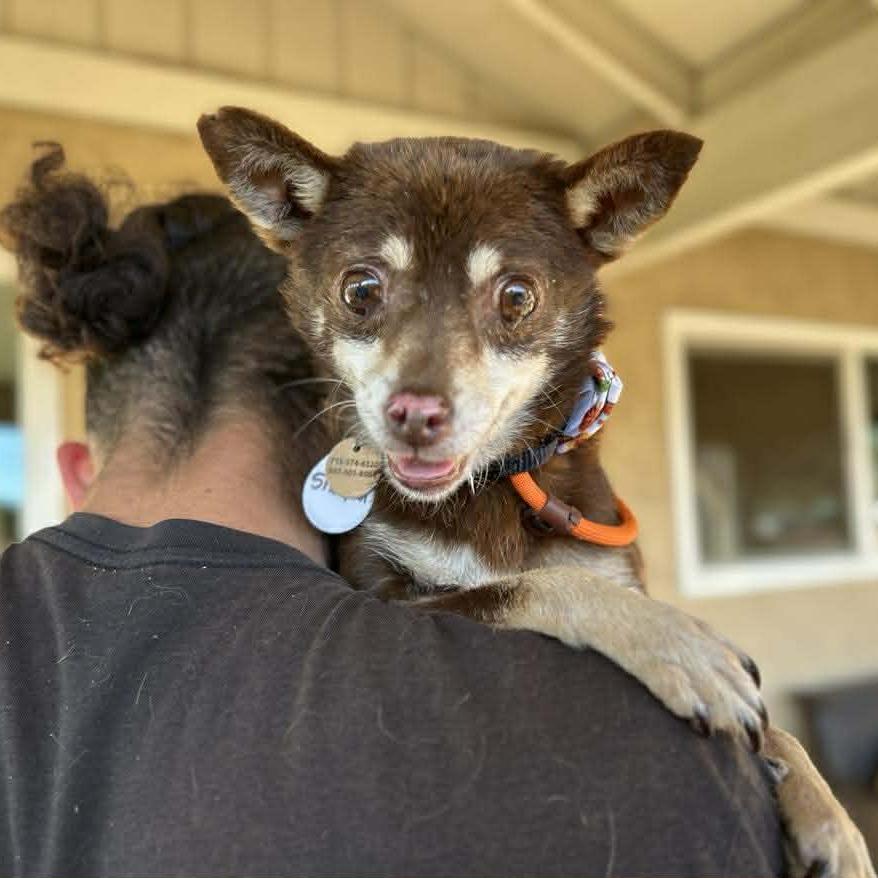Enlarge Sharpool, a Adoptable Chihuahua image 1/5