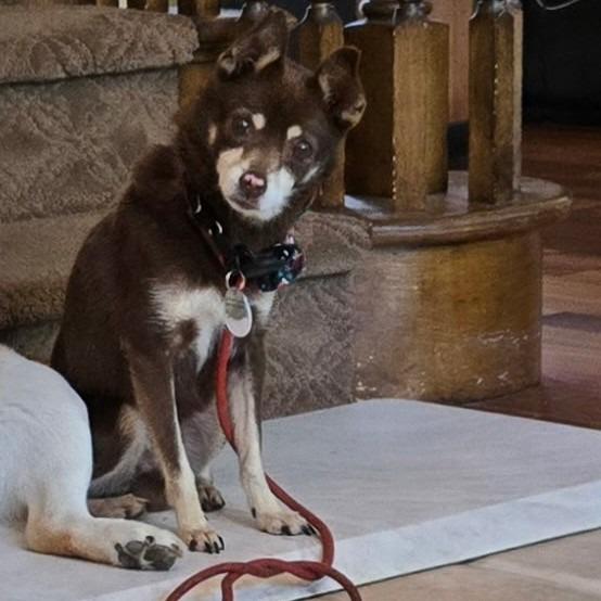 Sharpool, a Adoptable Chihuahua in Ramona, CA image 3/6