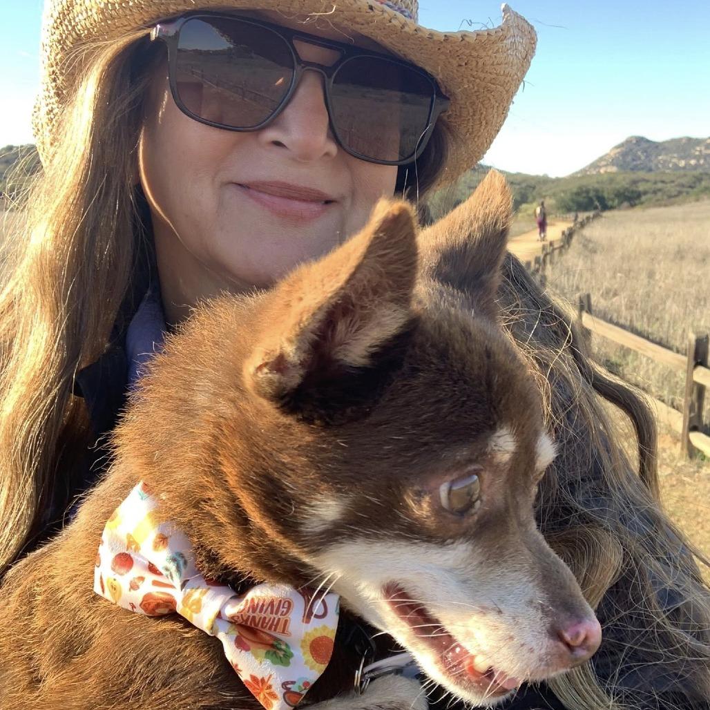 Enlarge Sharpool, a Adoptable Chihuahua image 2/5