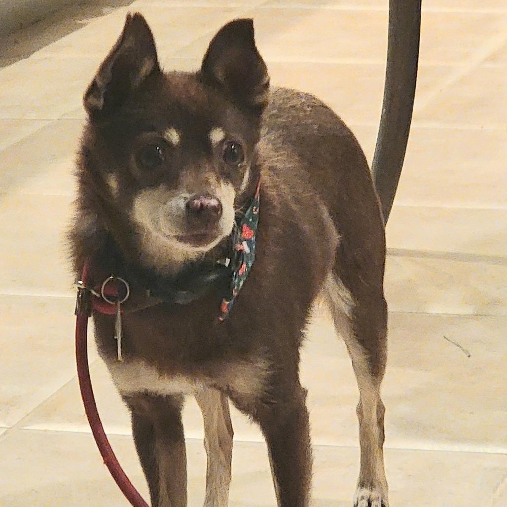 Sharpool, a Adoptable Chihuahua in Ramona, CA image 5/6