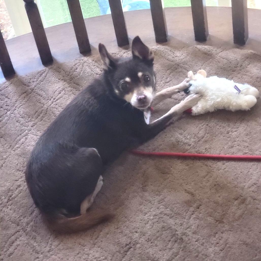 Enlarge Sharpool, a Adoptable Chihuahua in Ramona, CA image 6/6
