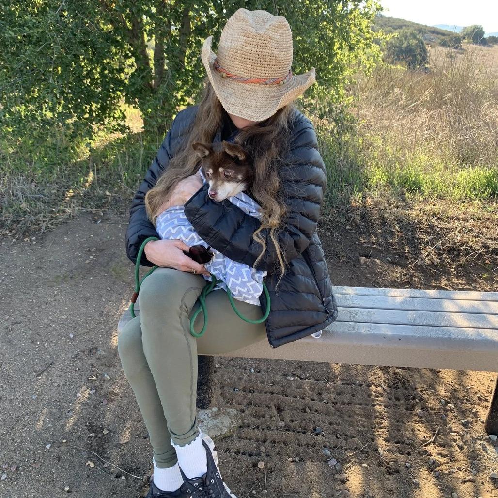 Enlarge Sharpool, a Adoptable Chihuahua image 4/5