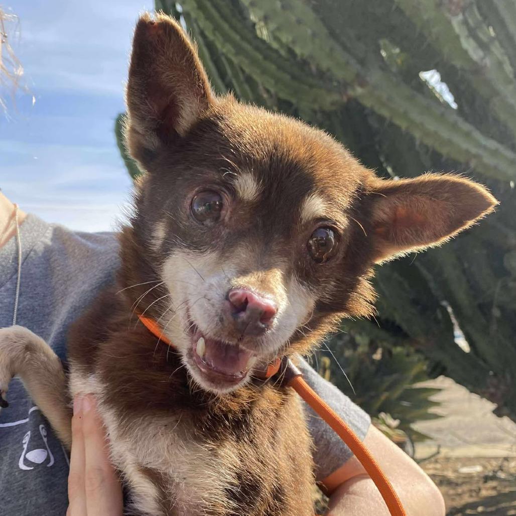 Enlarge Sharpool, a Adoptable Chihuahua image 5/5