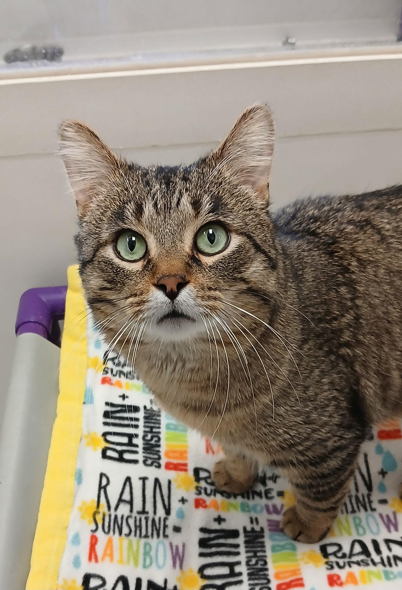 Enlarge Wilson, a Adoptable mixed breed in Bay City, MI image 1/1