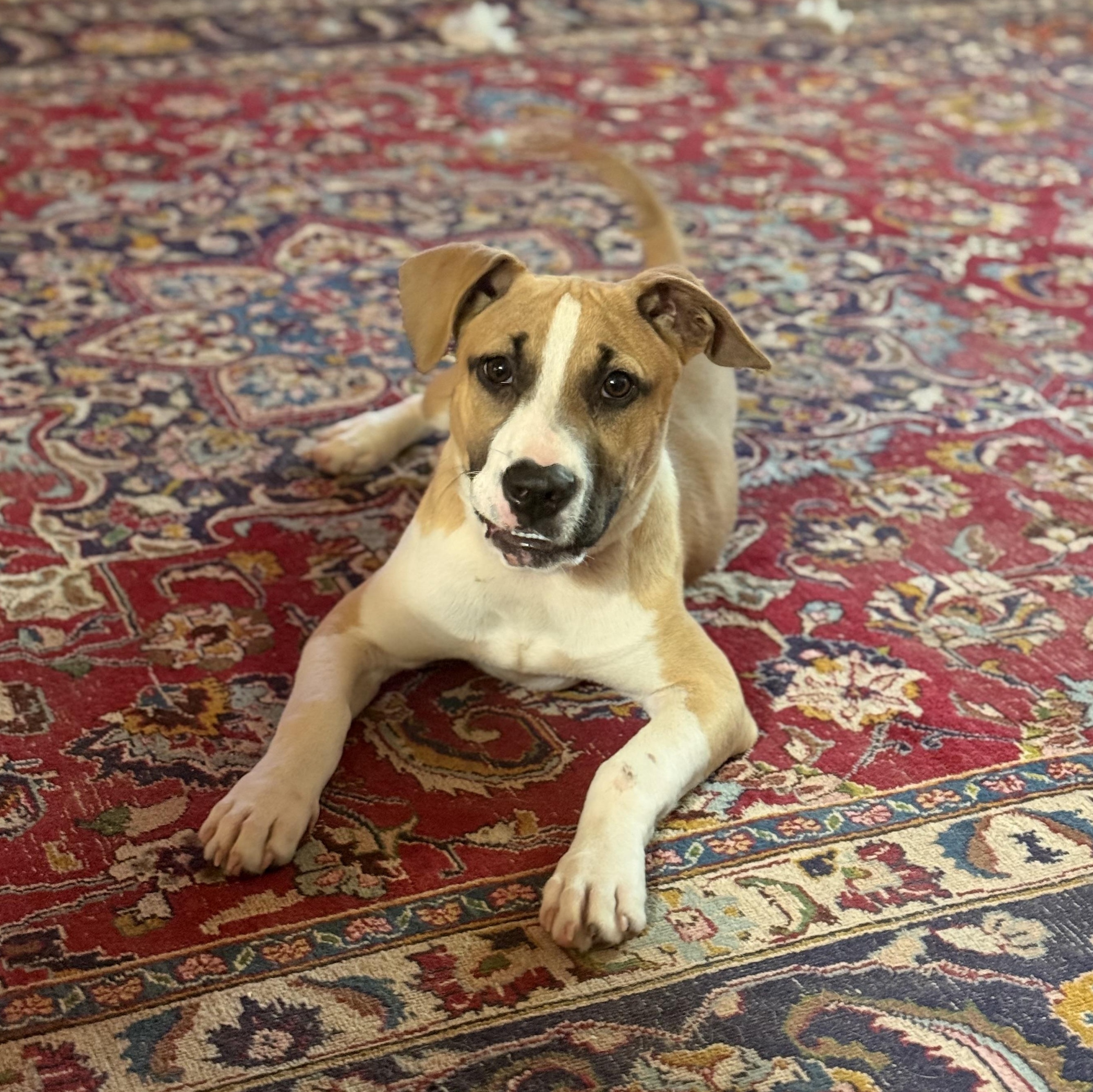 Jake From State Farm photo 1