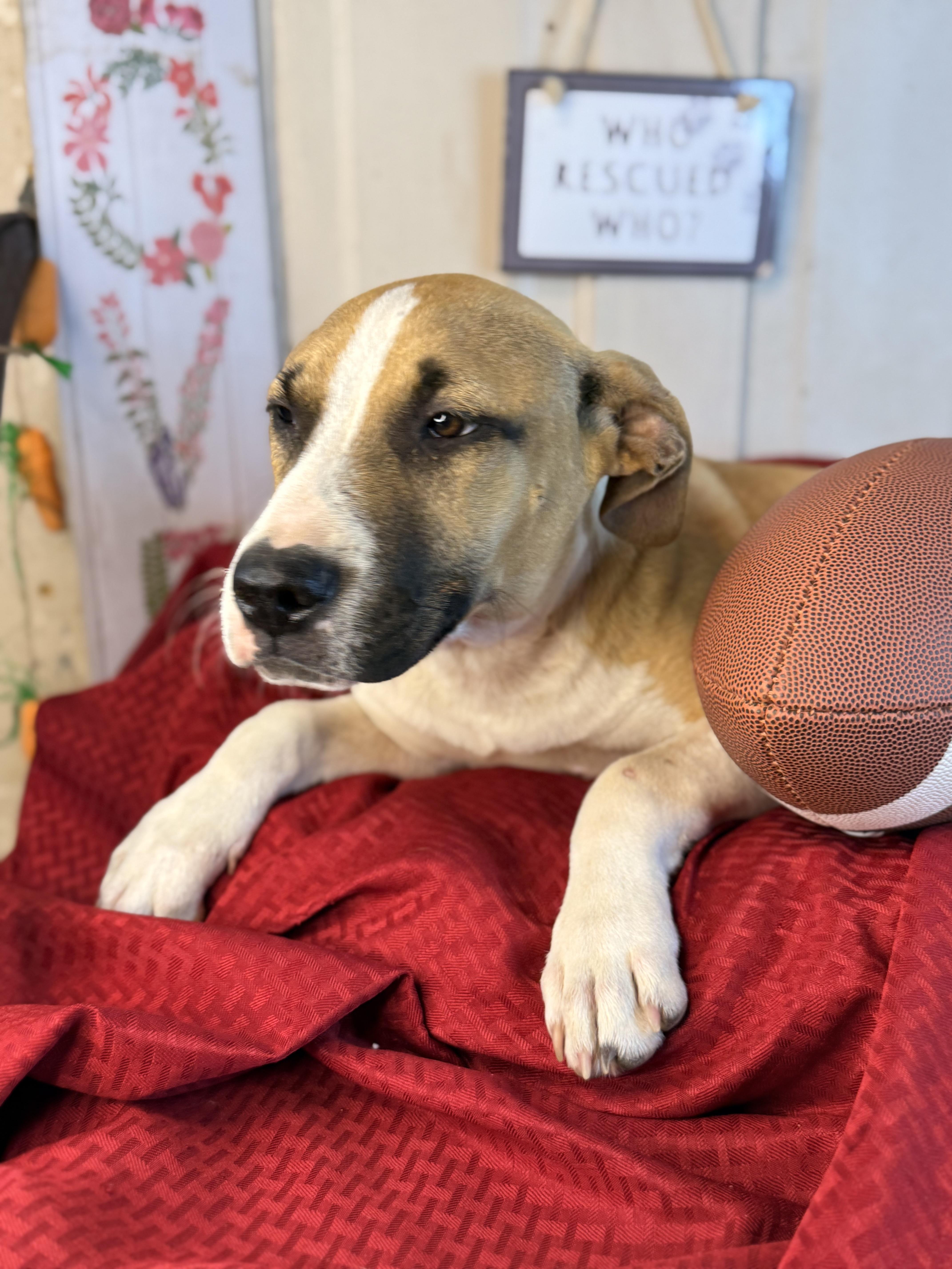 Jake From State Farm thumbnail 6