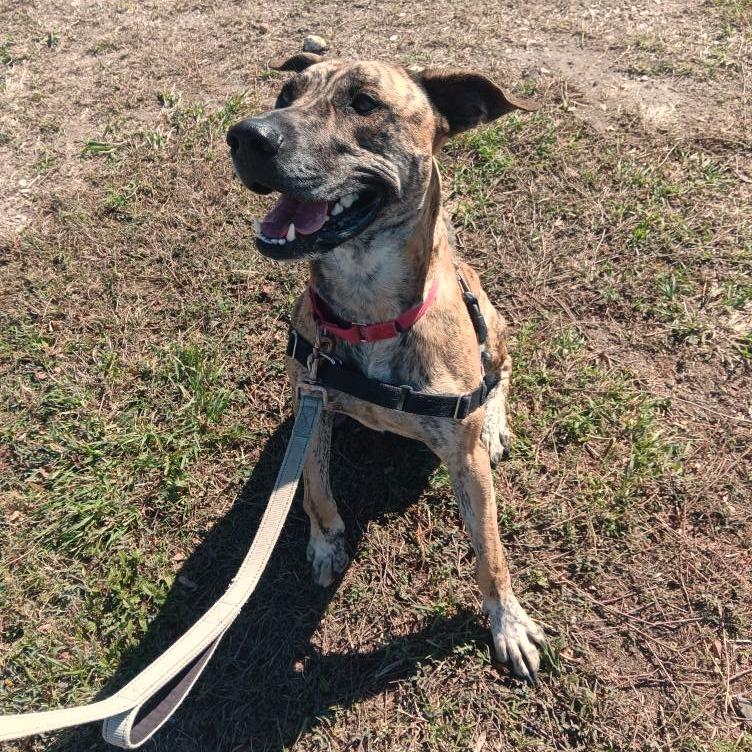 Enlarge SHERE KHAN, a Adoptable mixed breed in Kyle, TX image 1/6