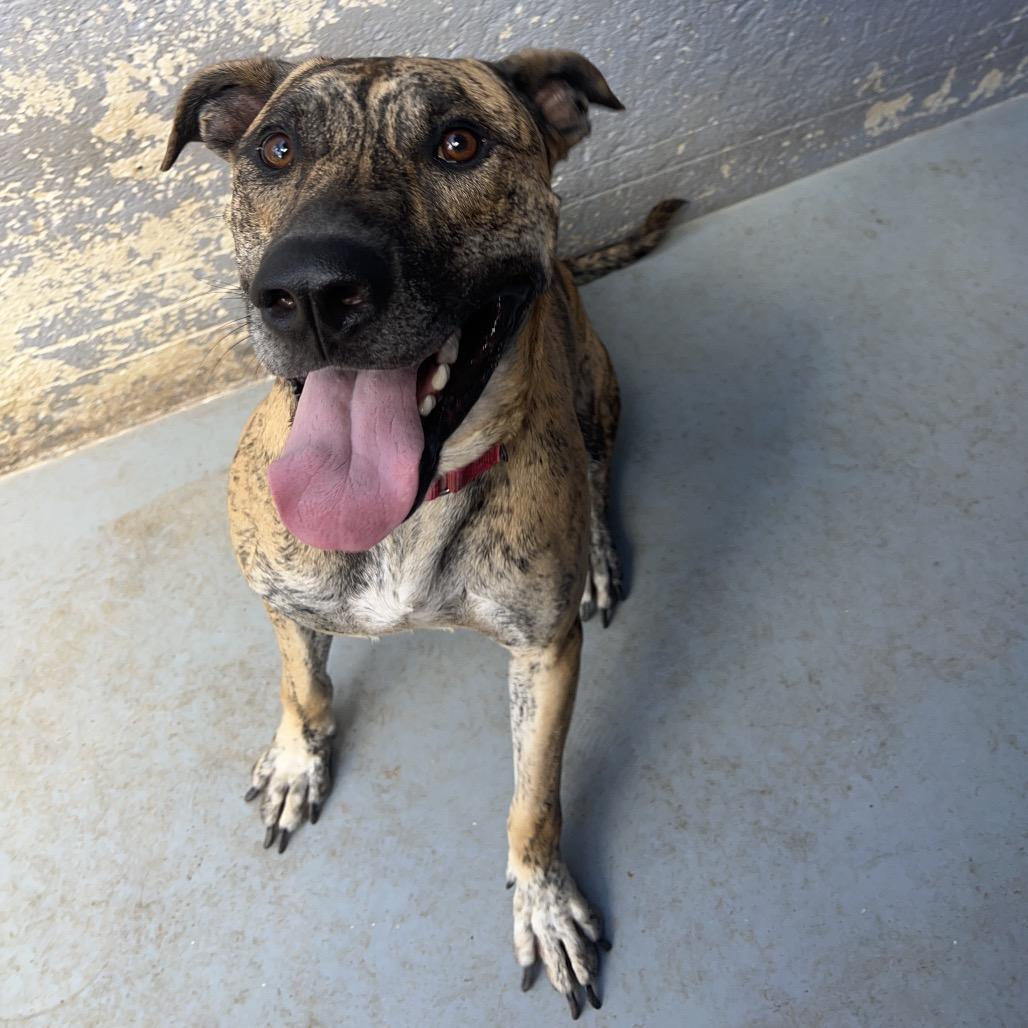 Enlarge SHERE KHAN, a Adoptable mixed breed in Kyle, TX image 3/6