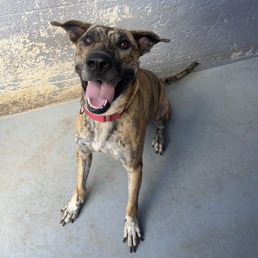 Enlarge SHERE KHAN, a Adoptable mixed breed in Kyle, TX image 4/6