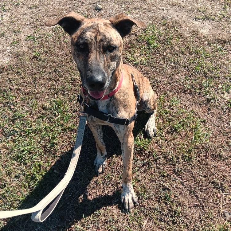 Enlarge SHERE KHAN, a Adoptable mixed breed in Kyle, TX image 5/6